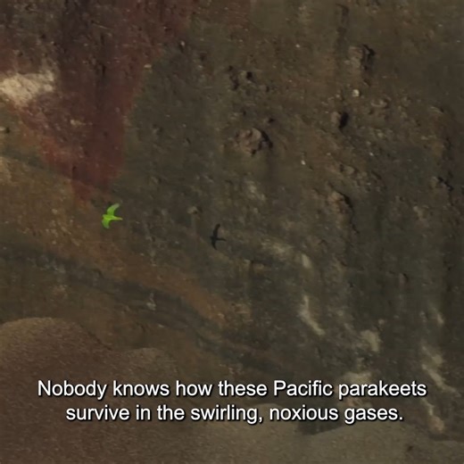 69K views · 3.1K reactions | Imagine living in constant threat of a volcano. This is the reality for many of the creatures featured in Life On Fire! #100DaysOfCuriosity  Watch Link: https://curiosity.tv/x3rs3l4 | Curiosity Stream | Facebook