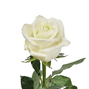 Bloomingmore | Fresh Cut Flowers | Natural White Roses Fair Trade | 25 Stems - 28 in | Home, Office, Wedding Decor, DIY, Party Event, Housewarming, Teacher and Engagement