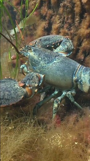 Lobster in Action: Spectacular 4K Ocean Video!“