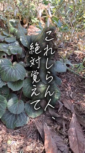これしらん人、絶対覚えて#ガーデニング#土作り