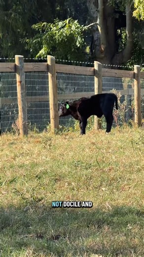 Replying to @bluebottomart What happens to the bull calves🐮 #calvingseason #calving #simmental #simmentalcattle part 003 | Mini Horse