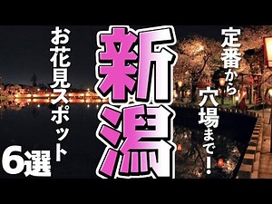 [Niigata Tourism/Standard & Hidden Gems] 6 Recommended Cherry Blossom Viewing Spots in Niigata Pr...