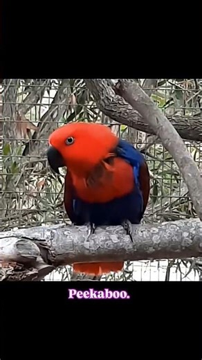 Let's teach the mummy to say peek'a'boo