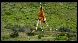 Discover animals with the power to transform and restore our grasslands, turning them into carbon sinks that could slow #ClimateChange on Evolution Earth. WEDU l Oct 4 l 10 PM Stream on the PBS 👉 App pbs.org/show/evolution-earth/ | WEDU PBS