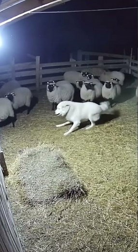Night Watch: The Skunk, the Dog, and the Sheep