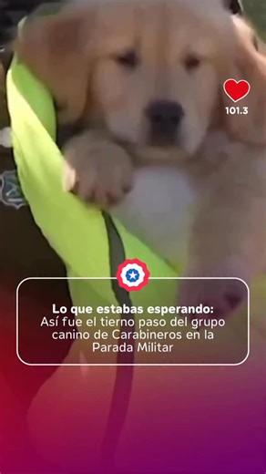10K views · 361 reactions | Damas y caballeros, les traemos ternura en exceso 﫣❤️ : @gobiernodechile En la tan tradicional Parada Militar de nuestro país, no podían faltar ellos: los hermosos cachupines de Carabineros, que cada año nos llenan el corazoncito de ternura  Y tú ¿pudiste ver en vivo a los amiguitos que hoy te traemos en las #NoticiasConCorazon? 殺 | Radio Corazón FM | Facebook