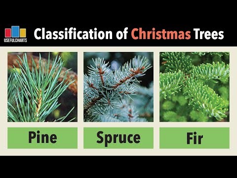 Classification of Christmas Trees & Other Conifers