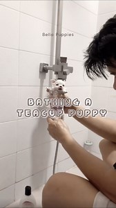 Bathing a teacup puppy! 🛁🫧 #reelsviral #dogreels #teacuppomeranian #teacuppuppies #pomeranian #pompom #puppy #doglife #pomeranianlife #cutepuppy #fbreelsvideo #dogvideo #dogsofinstagram #pets #doglover #dogbath #reels2023 #dogoftheday #teacuppuppy #pomeranianworld #adorablepets | Bella Puppies
