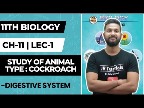 11th Biology | Chapter 11 | Study of Animal Type : Cockroach | Lecture 2 | Maharashtra Board |