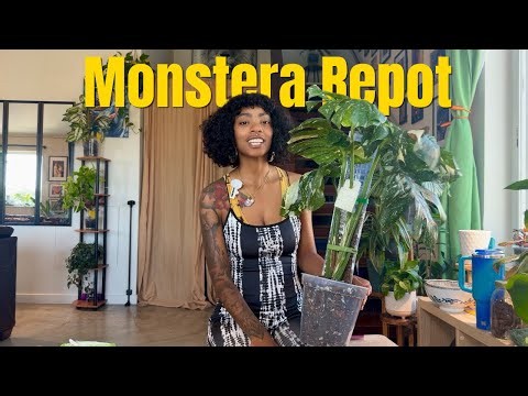 Repotting Monstera Thai Constellation | Making DIY Chunky Aroid Mix