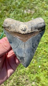 This fossilized shark tooth dried out really nice. Awesome patterns and colors. Love the little coral head that is attached to the root. Venice Florida has some incredible Megalodon teeth! | Fossil Junkies