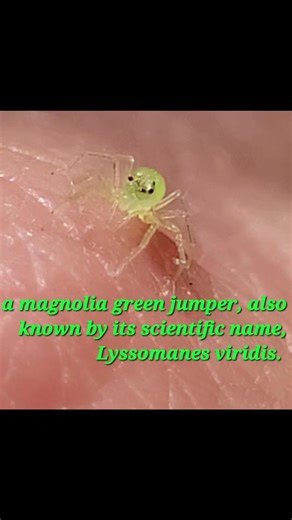 A magnolia green jumper, also known by its scientific name, Lyssomanes viridis. | Teresa Cowley