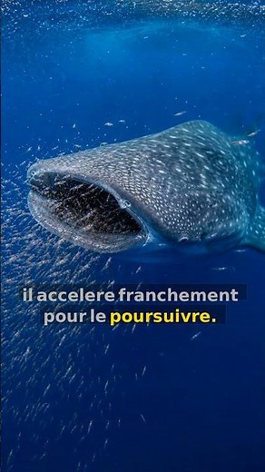 On a enfin vu le requin-baleine chasser au fond