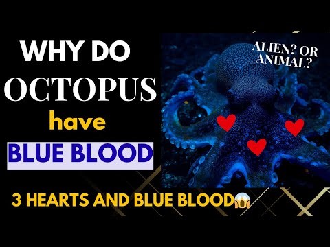 why do octopus have blue blood