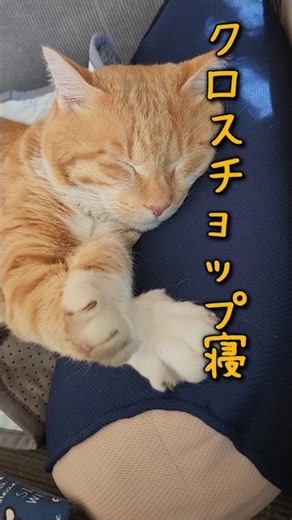 にゃんこ寝相観察⑦ #にゃんこ #茶トラ