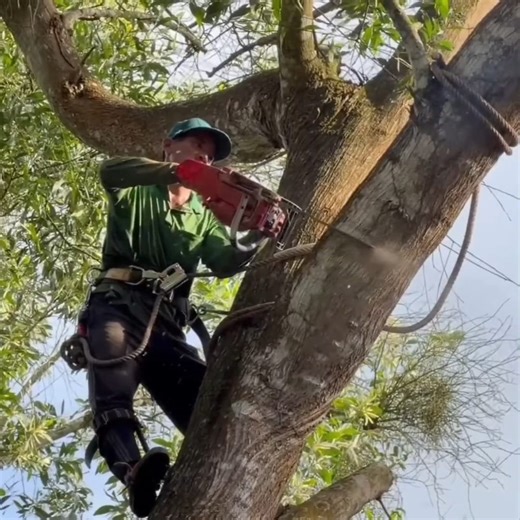 6.3K views · 37 reactions | A professional skill man cutting tree stand on for,est tree | johnnyringer | Facebook