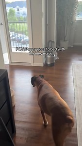 2.4K views · 25K reactions | Poppy got a new silk sleep mask! She wants to know what you guys think of it?!?﫶✨冀 #fyp #foryou #foryoupage #dogtok #dogcontent #boxerdoglover #boxerdoglove #souldog #spoileddog #heartdog #boxerdogfans #boxerdogmom #dogmom #dogmomprobs #poppysipad #goodnight #nightroutine #dognightroutine | Princess Poppy | Facebook
