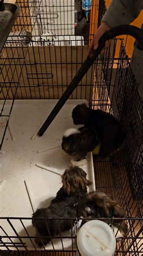 I thought I would share a little thought with all of you that love the Lhasa apso breed. The importance of acclimating our dogs early cannot be over emphasized. Presenting them with things they will live with daily makes better dogs later. As breeders, Angel and I have worked very hard to socialize and desensitize our puppies. This morning I had the pleasure of watching Angel "terrorize" our pups with the vacuum cleaner. Our fearless little guys handled it very well. | Absosengkye Kennel