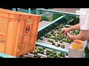 神山で露地スダチの出荷が始まった