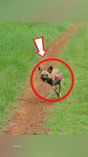 Why People Are Using This Tranquilizer Dart For Rescue The Wild Animals 😱 #shorts #tranquilizer