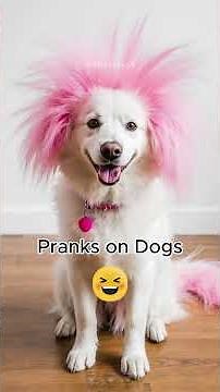 😂 His Face Says Everything — Funny Dog Prank