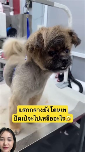 ทรงผมปัดเป๋ #dog #pets #animals #youtubeshorts #shorts #funny #cute #comedy #salon #ตลก #น่ารัก