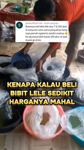 Beli bibit lele 100-200 ekor disenyumin sinis oleh penjual apakah pernah mengalami❓