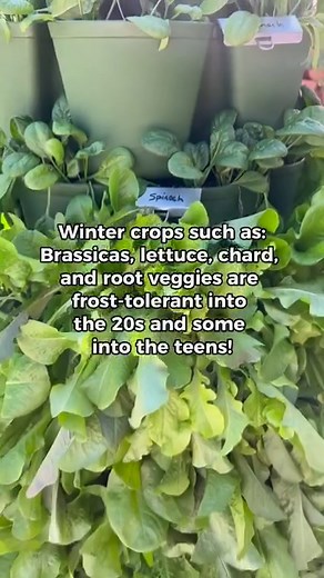 1.8K views · 15 reactions | Happy Friday GreenStalk Gardeners! Here...