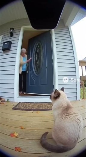 now a cat is spitting out water