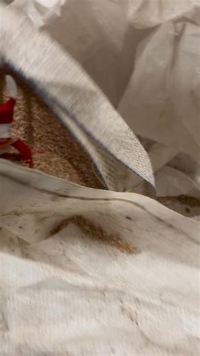 ✨🧝‍♂️ Sprig the Elf — Day Five! 🐓✨ Sprig attempted to “prepare chicken breakfast” this morning… which apparently meant climbing straight into the big feed bag and settling himself in like it was a grain-filled armchair. We found him buried up to the elbows, proudly announcing he was “quality-testing” the corn. Not quite the help we expected, but Sprig insists it all counts toward Grotto Readiness. More of his tiny chaos tomorrow! 🎅✨ 🎟️ Book your visit to meet Santa on the Farm: https://www.h