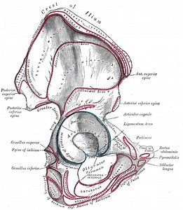 Posterior inferior iliac spine - Alchetron, the free social encyclopedia