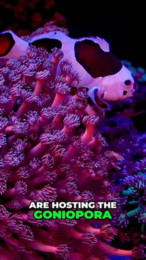 Clownfish and Corals - Space Invader Pectinia’s 25-Year Legacy #worldwidecorals #fromourreeftoyours
