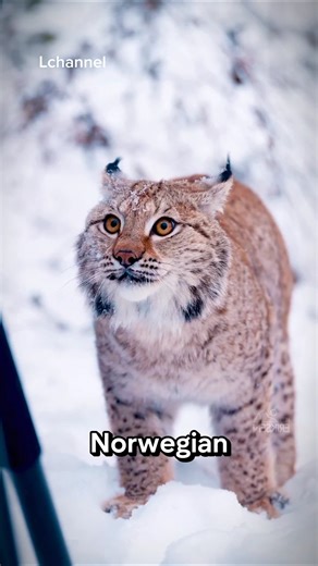 The majestic Norway cat : Nature snow warrior! #shorts #cat #cutecat