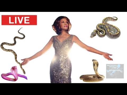Whitney Houston update: How Many Snakes 🐍were in Room #434 when Whitney was Unalive? Lets Count 'Em