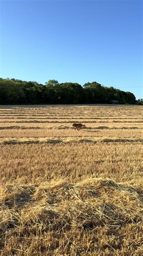 It’s giving Simba returns to pride rock #farmer #harvest #simba #lionking #dog #goldenretriever #summer #sunny