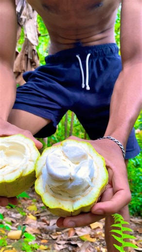 Harvesting a Fresh Cocoa Pod & Eating Raw Cacao Fruit! 🍫🌴 #shorts #fruit #nature #jungle