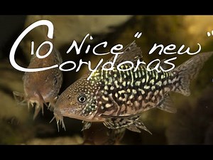 New Corydoras Guide - 10 interesting Corydoras catfish