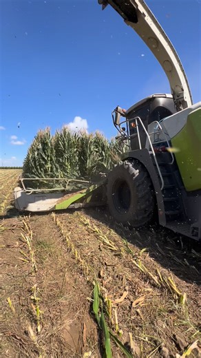 Claas 990 eating some corn #claas #silage #🌽 | Cali Farmer
