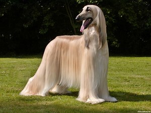 afghaanse windhond
