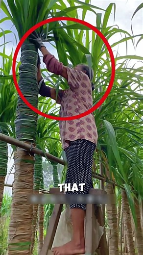 The secret of wrapping sugarcane plants with their leaves🌱🤯#farming