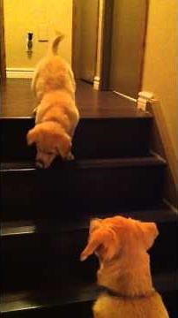 Puppy teaching Puppy to go down stairs! SO cute! - ORIGINAL VIDEO! (from owner)