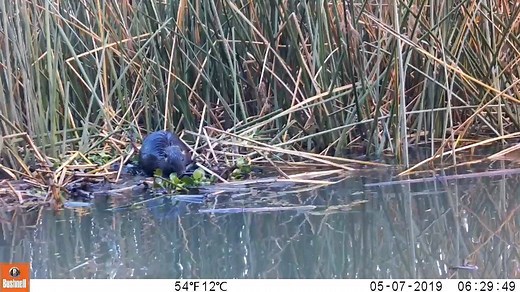 An invasive species called nutria have been found in Stockton, 16 miles north of the nearest known nutria population, the CDFW says. A majority of nutria have been found in Merced County. Here's how to report nutria if you see one: http://bit.ly/2WpCKRa | FOX26