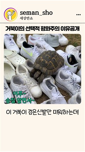 거북이의 선택적 평화주의 이유 공개