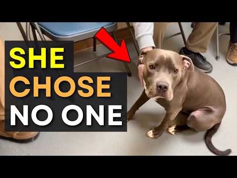 When Dogs Choose Who Adopts Them – The Moment That Melts Your Heart 🥺❤️