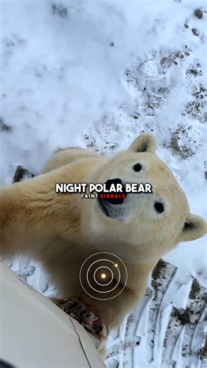 There's No Predator On Earth That Beats A Polar Bear