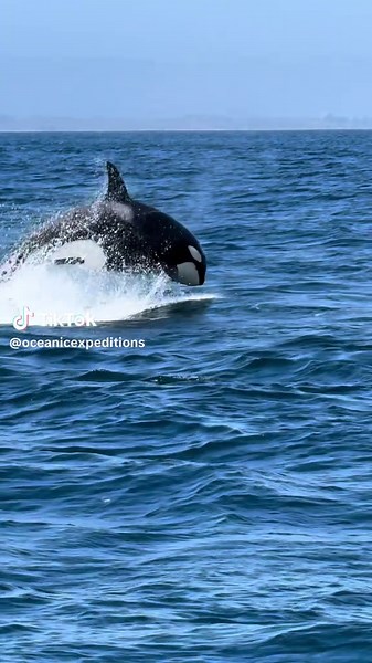 Witness Orcas and Humpbacks on Exciting Whale Watching Trips