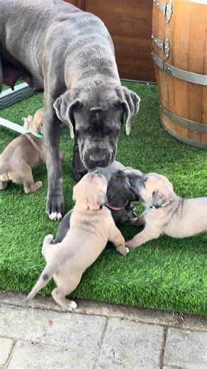 MAMÁ CANE CORSO DEFIENDE SUS CACHORROS