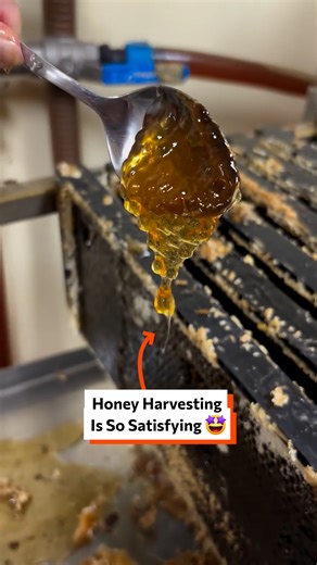 Honey harvesting is so satisfying 🤤🍯 #honey #satisfying #fblifestyles | Twisted