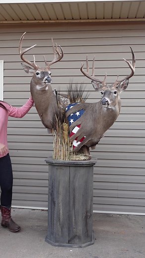 Double pedestal whitetail mount 🦌 #taxidermy #taxidermist #deermount #deer #whitetail #animals #wildlife #taxidermyart #art #wildlifeart #oklahoma #kansas
