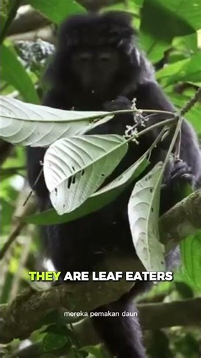 The javan lutung - the elegant black monkey of Java #javanlutung #animalfacts #animalshorts #animals